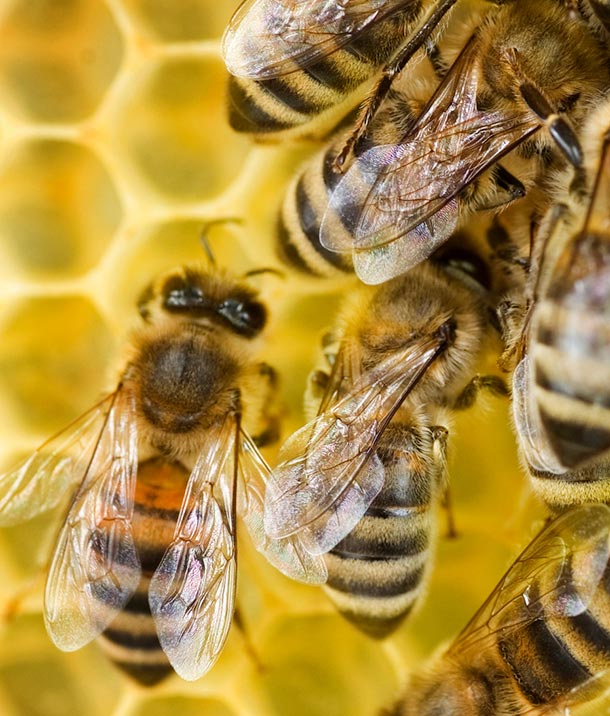 Veterinary medicines