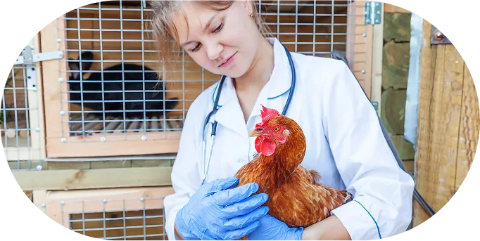 Female veterinarian wearing gloves and a stethoscope gently holding a chicken in front of a coop, conducting a health check.