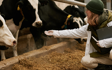 Female veterinarian kneeling in a barn, reaching out to dairy cows near a feeding trough, holding a syringe and clipboard.