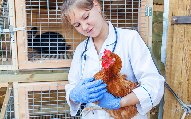 Female veterinarian wearing gloves and a stethoscope gently holding a chicken in front of a coop, conducting a health check.