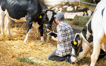 Veterinary professional using a tablet among cattle in a barn, illustrating data collection on antimicrobial use in animals