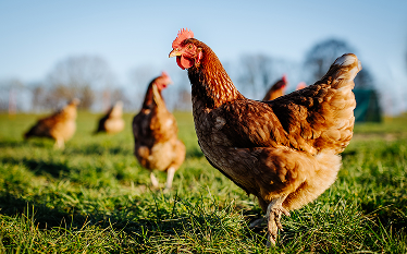 Chickens standing and walking on grass in an outdoor field