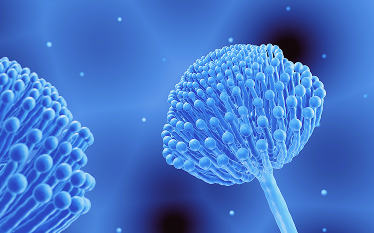 Blue-toned illustration of close-up Aspergillus fungal structures