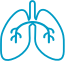 lungs