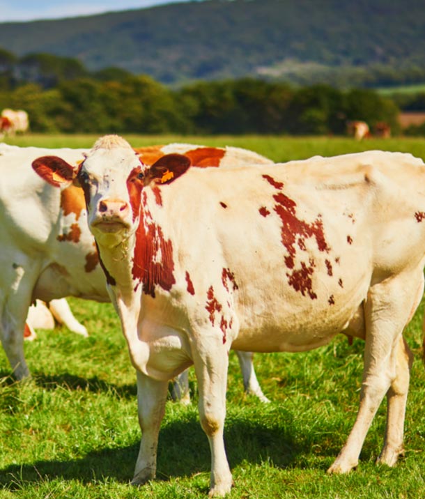 Cow