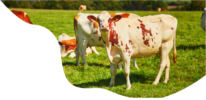 Cows
