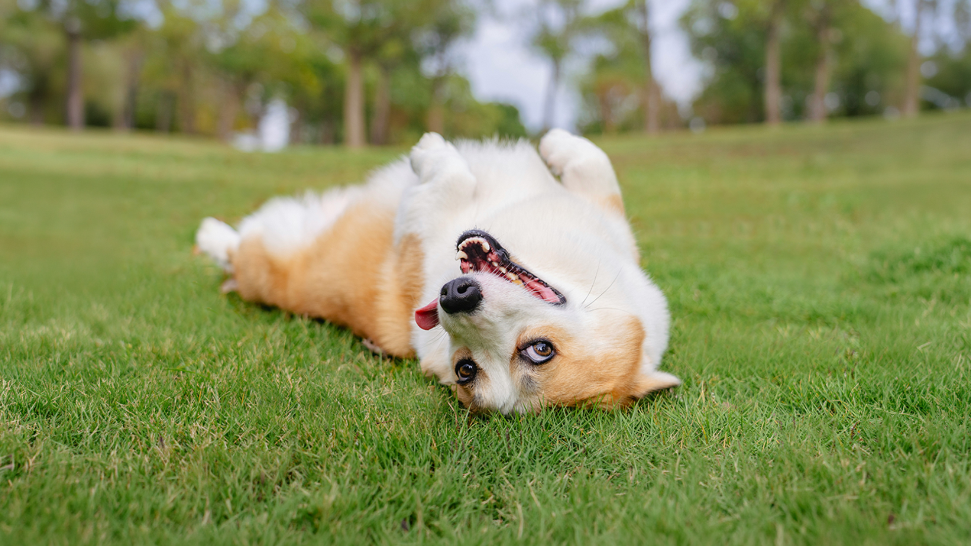 Dog rolling around in the grass in a park