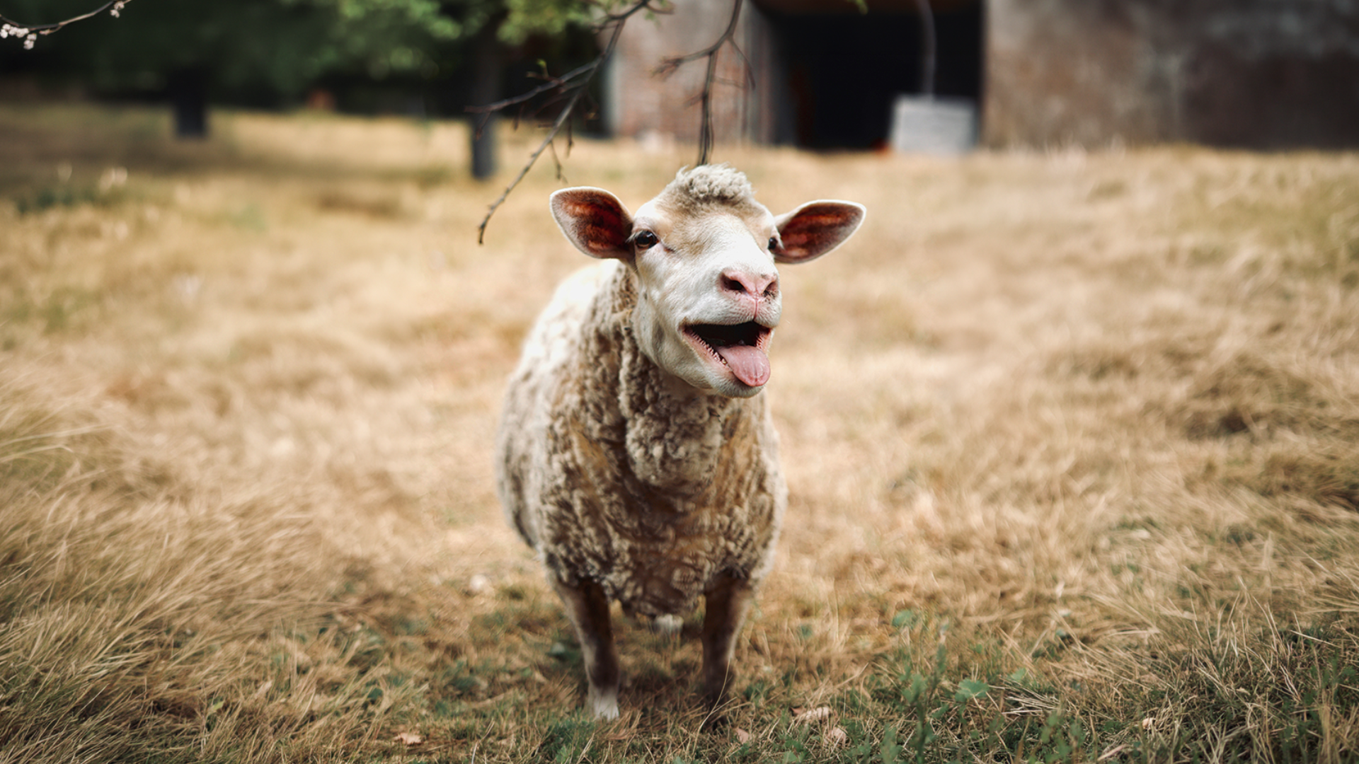 Sheep bleating in a field