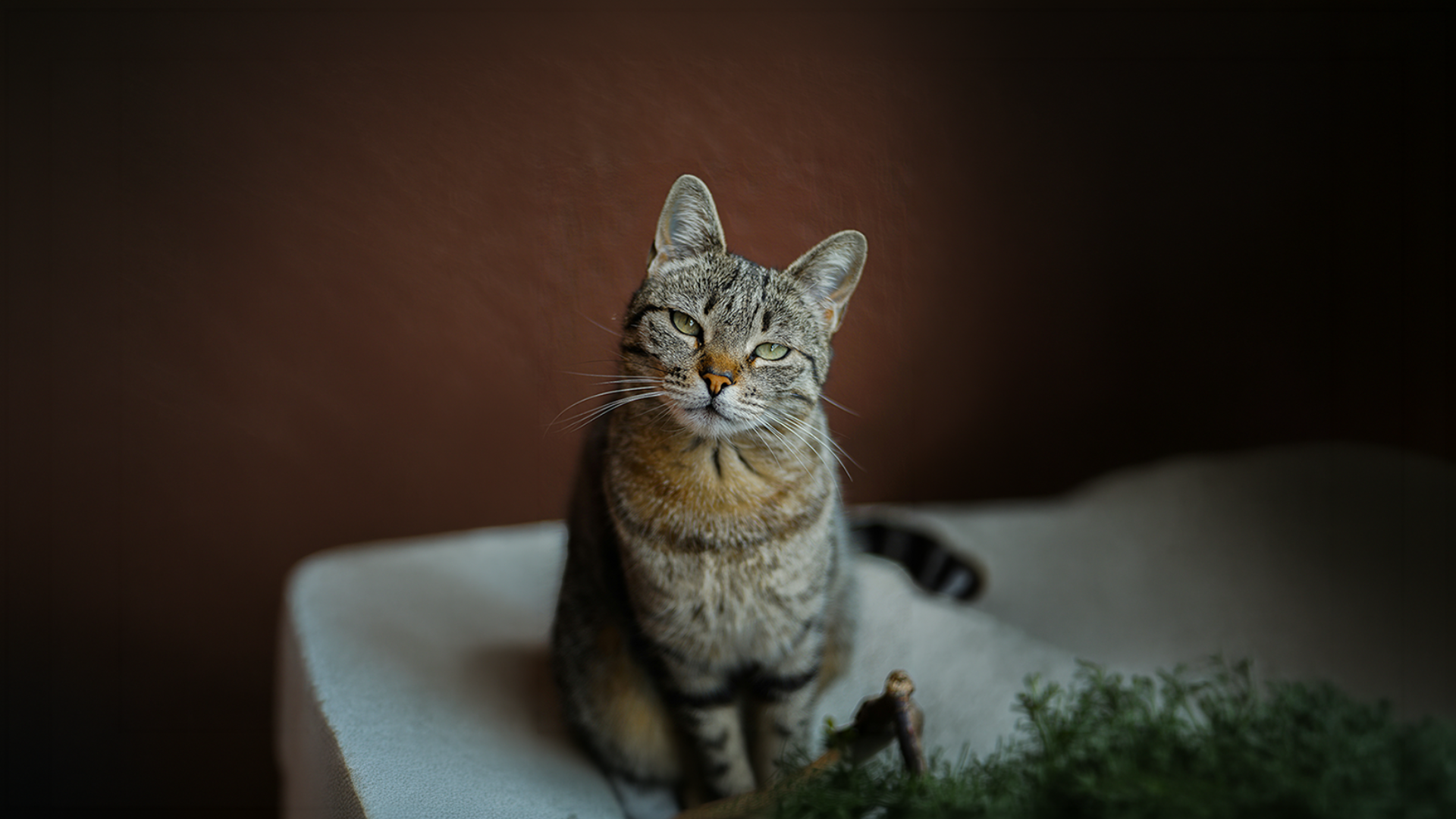 Cat seated on a surface