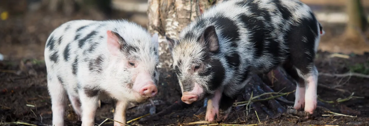 Two piglets