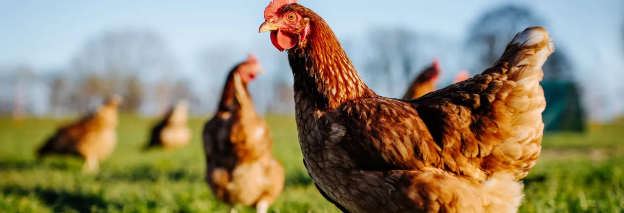 EUSAvet 2024 report chicken