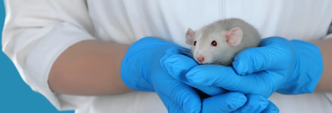 Mouse in hands of scientist