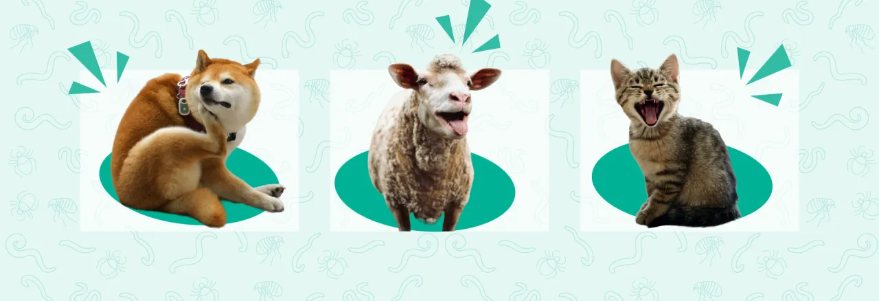 Veterinary medicines safety day 2026