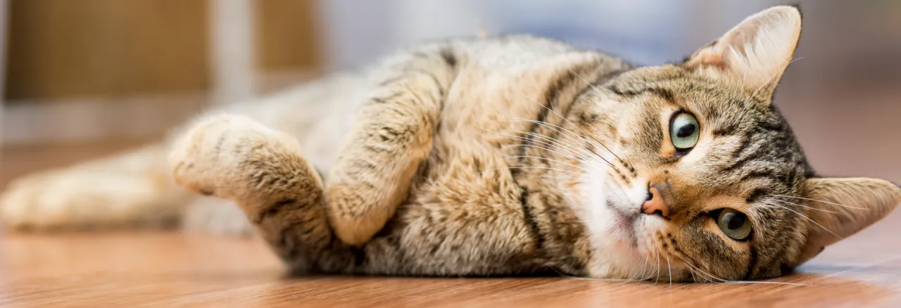 First veterinary vaccine using RNA technology