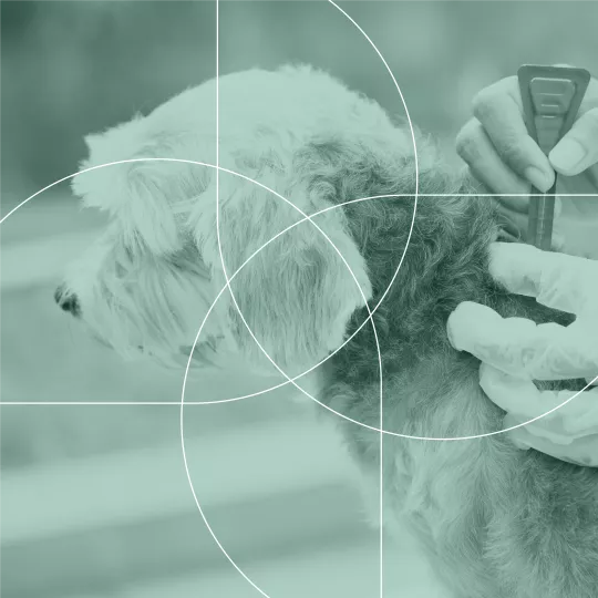 A veterinarian treating a dog in a veterinary clinic