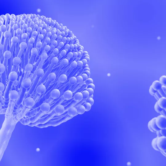 Magnified fungicides