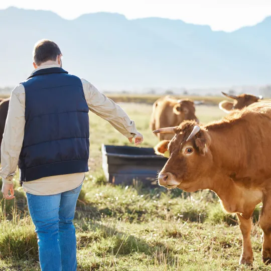 CVMP recommends Hepizovac for approval