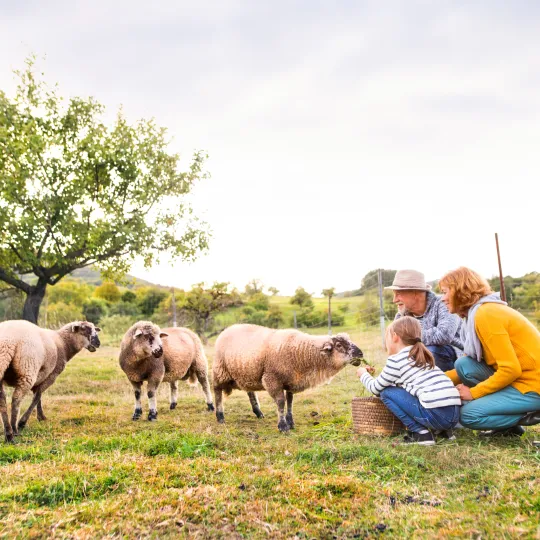 People feeding sheep on a field of grass, trees visible in the background