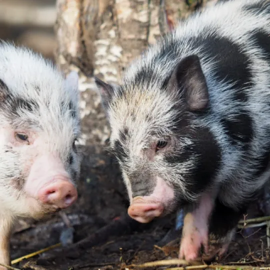 Two piglets