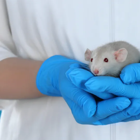Mouse in hands of scientist