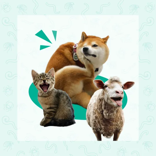 Dog scratching itself, cat meowing and sheep bleating