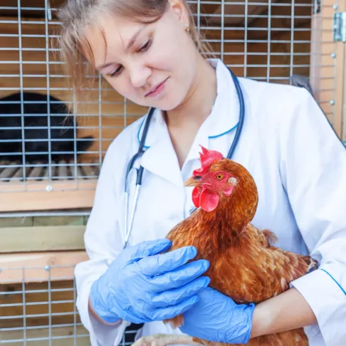Veterinary woman holding a chicken