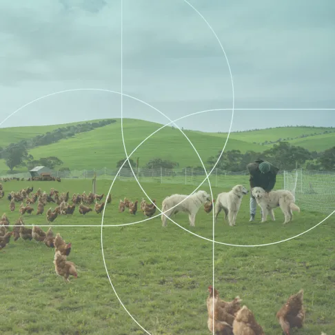 Green field with animals