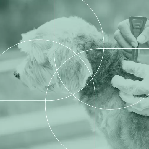 A veterinarian treating a dog in a veterinary clinic
