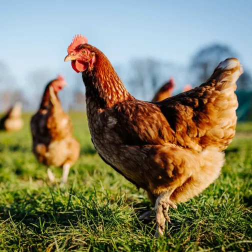 ESAUvet annual report chicken