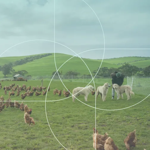 Green field with animals