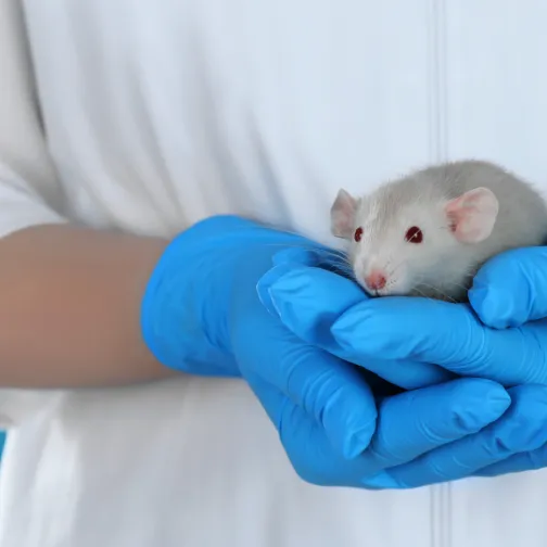 Mouse in hands of scientist
