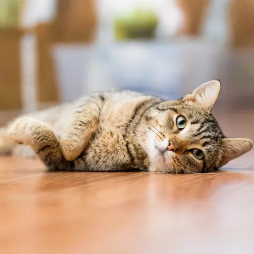 Cat lying on a surface