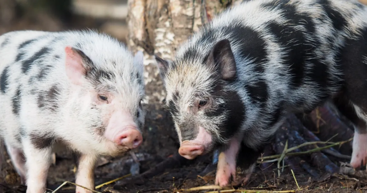 First vaccine against swine dysentery disease recommended for approval
