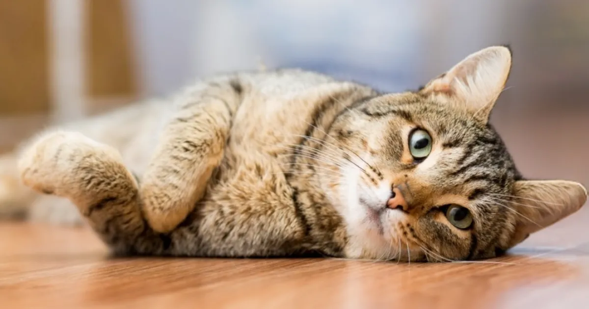 EMA recommends authorisation of first veterinary vaccine using RNA technology