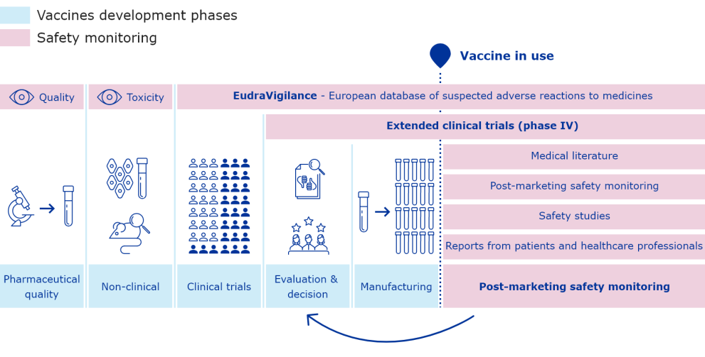 Process on how safety of vaccines is studied